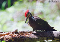 Dryocopus pileatus